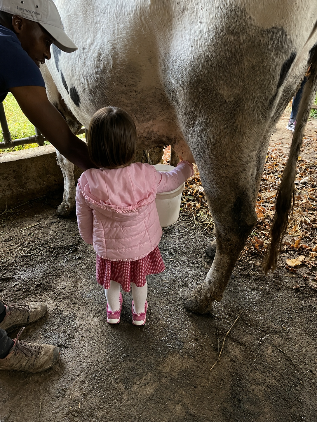 Bambina durante esperienza di mungitura