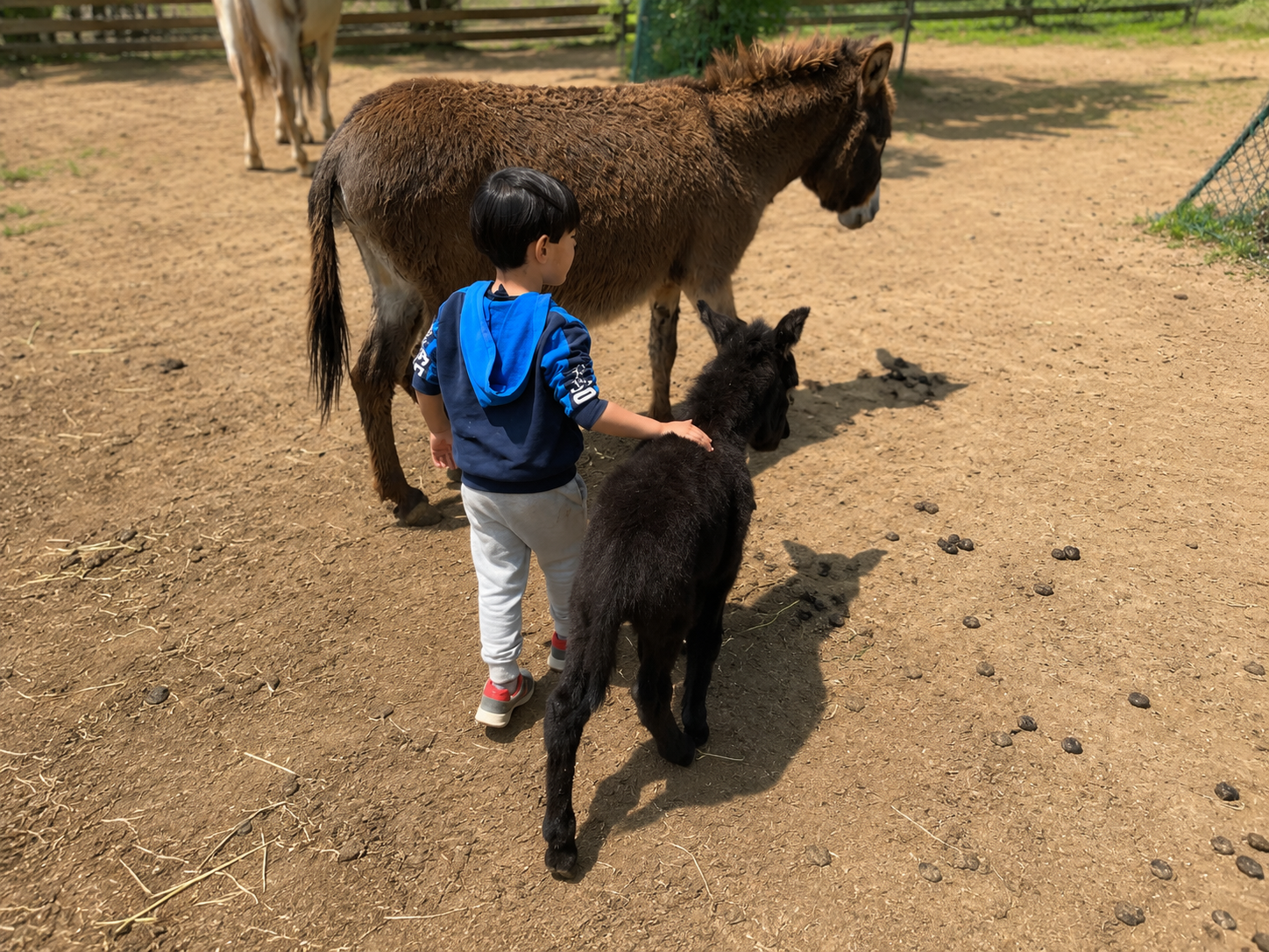 Bambino con asinelli in fattoria