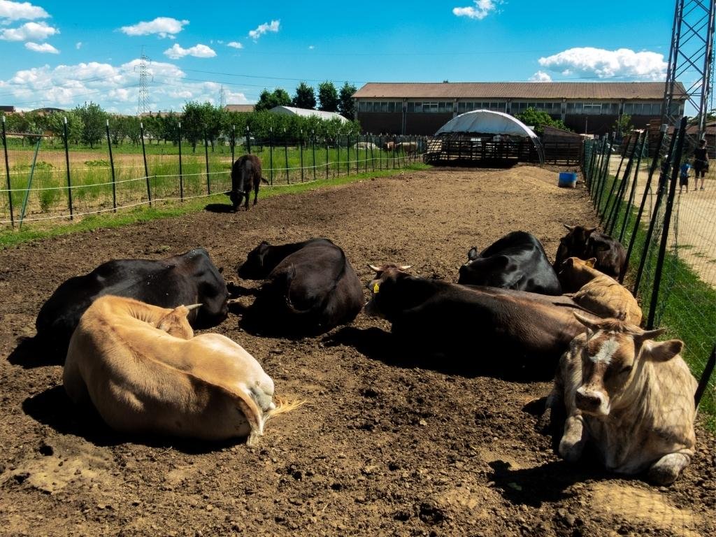 Animali dell'allevamento dell'azienda agricola