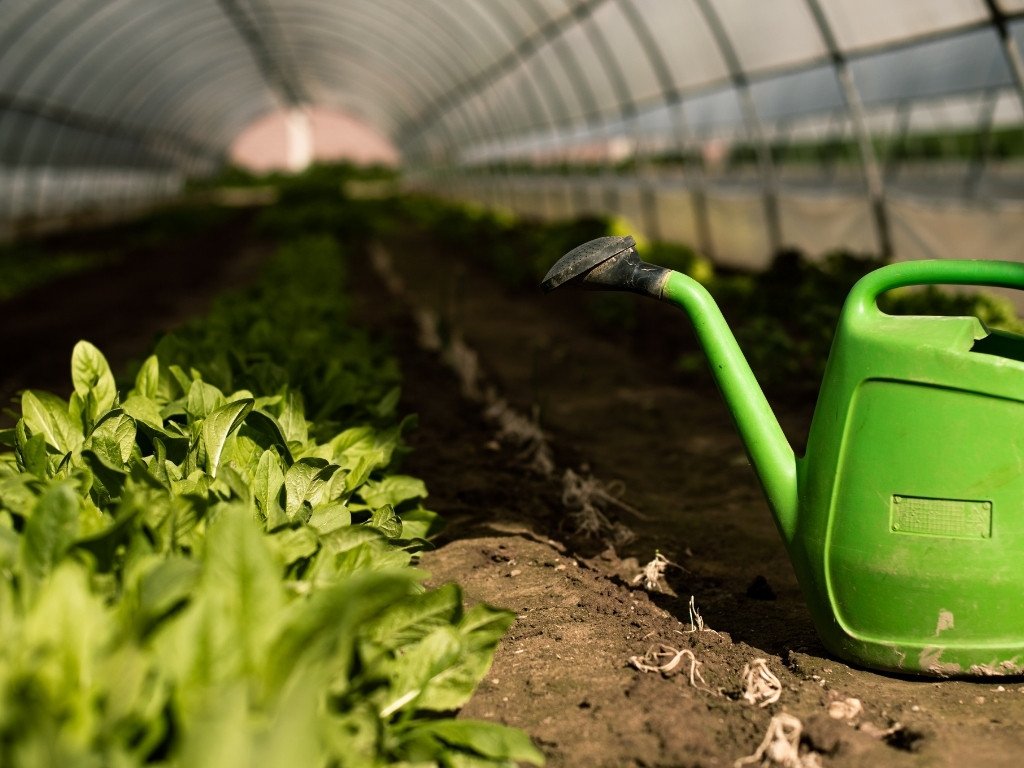 Campi coltivati dell'azienda agricola